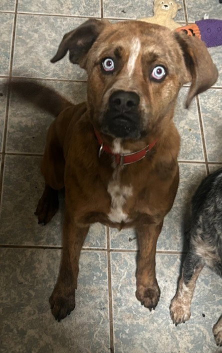 picture of the dog needing adoption