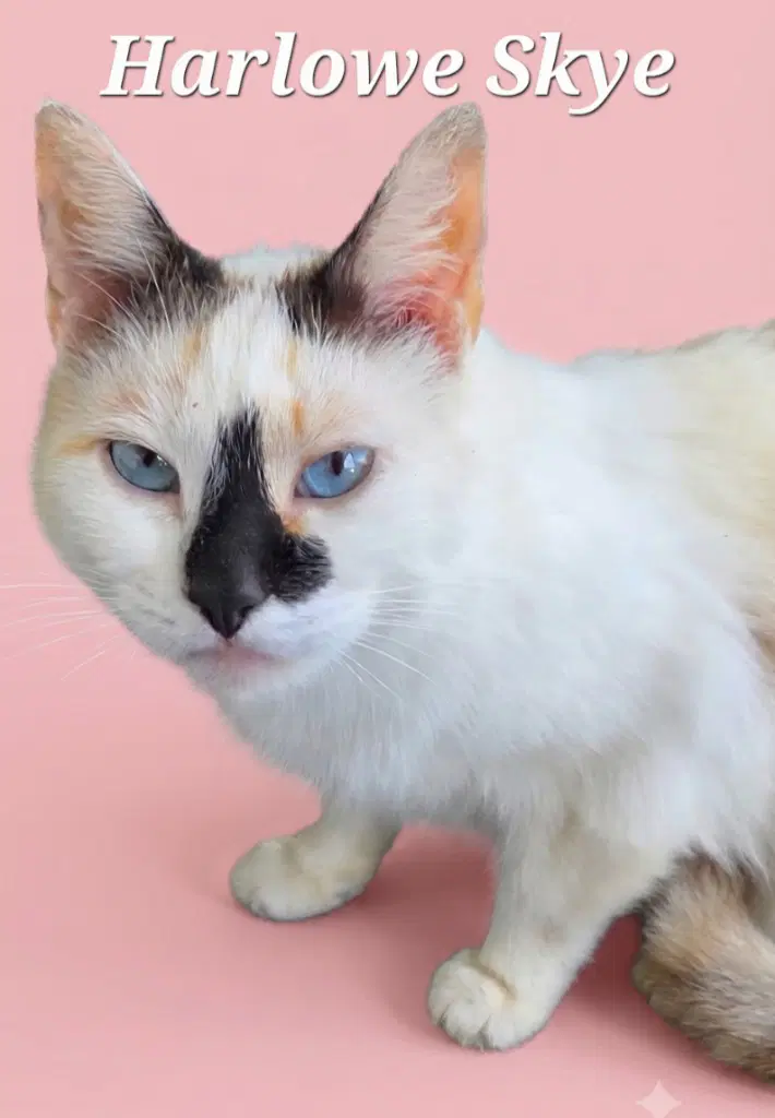 Harlowe Skye - Siamese