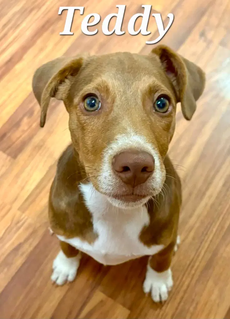Teddy - Hound