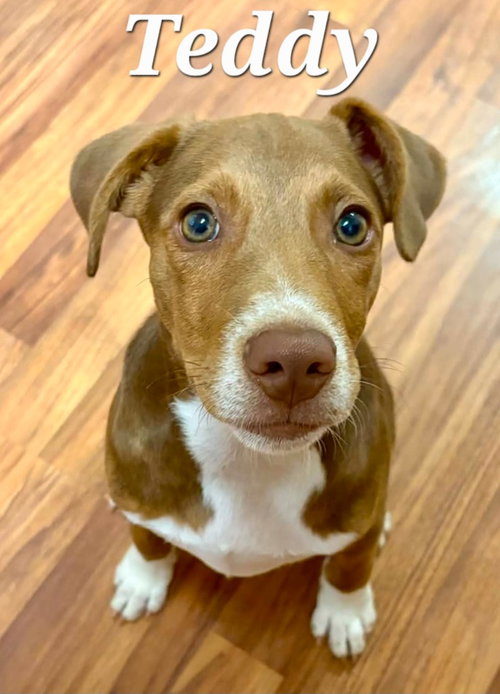 Teddy, a dog for adoption from Heart of the Foothills Animal Rescue