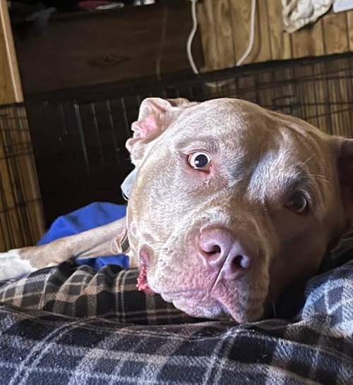 picture of the dog needing adoption