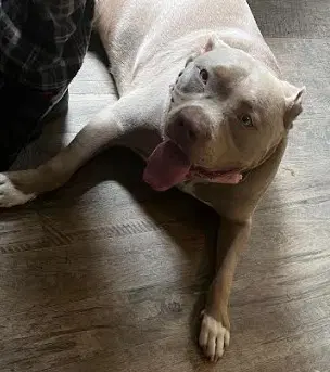 Bella Courtesy Post image 3