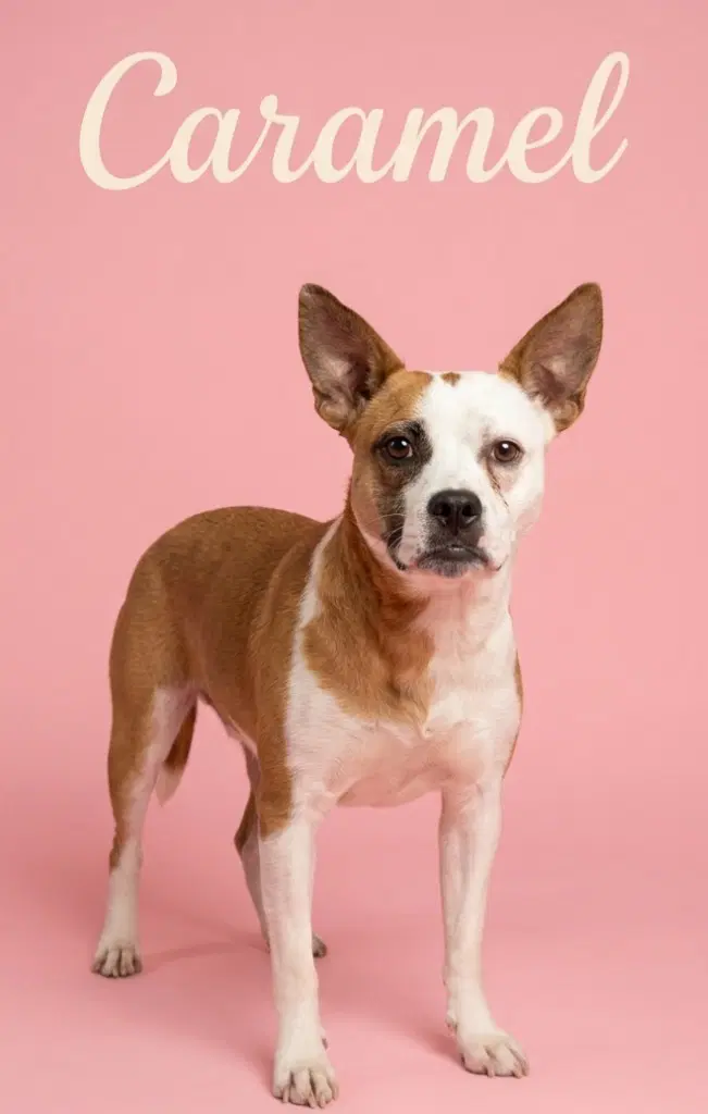 Caramel - Terrier