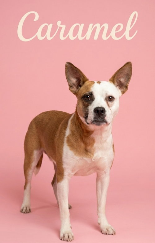 picture of the dog needing adoption