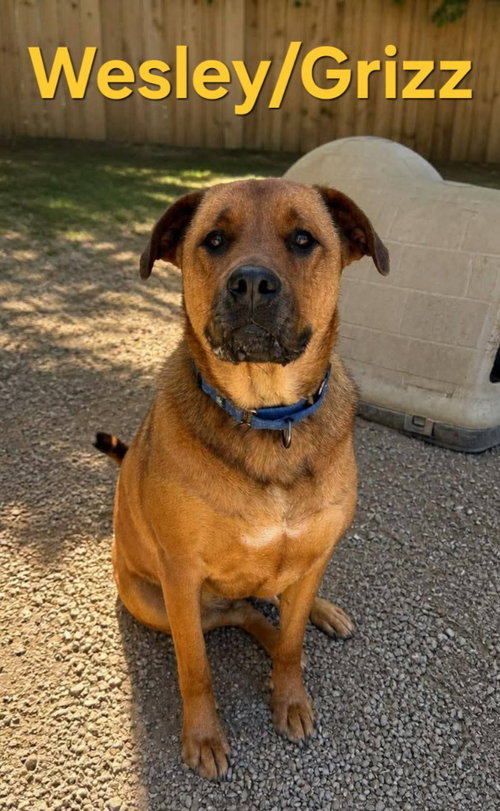 picture of the dog needing adoption