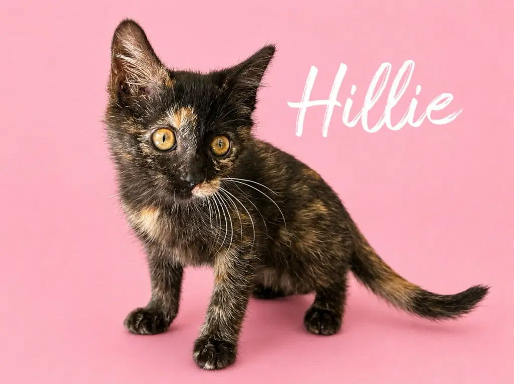 Hillie Courtesy Post - Domestic Short Hair