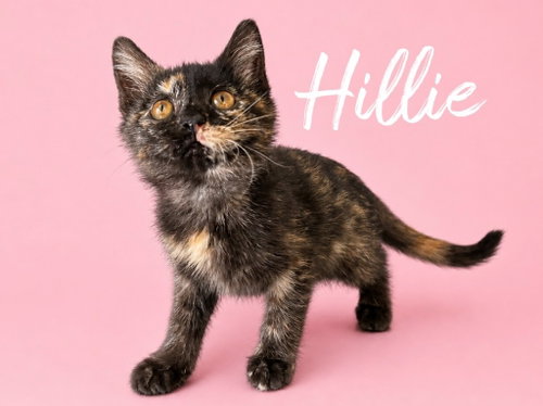 Photo 2 of Hillie (Courtesy Post)