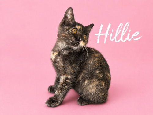 Photo 3 of Hillie (Courtesy Post)