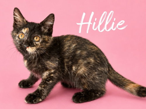 Photo 4 of Hillie (Courtesy Post)