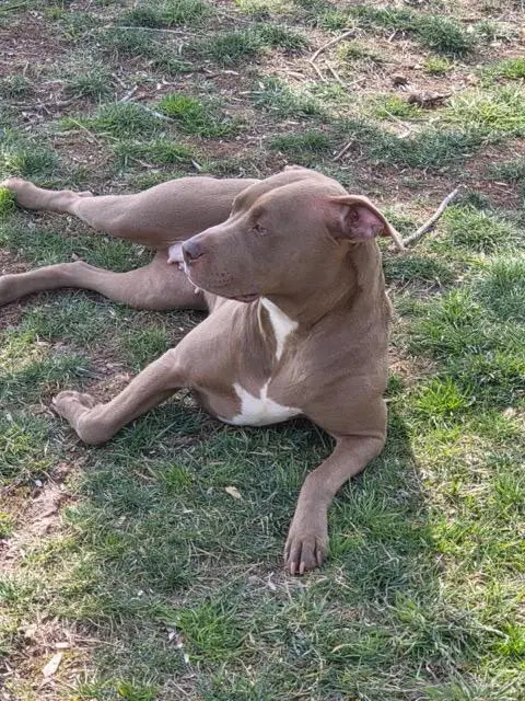 Lola Courtesy Post - Pit Bull Terrier