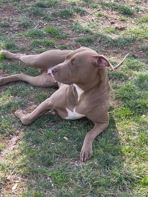 picture of the dog needing adoption