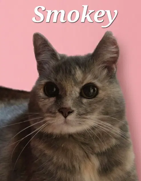 Smokey - Domestic Short Hair