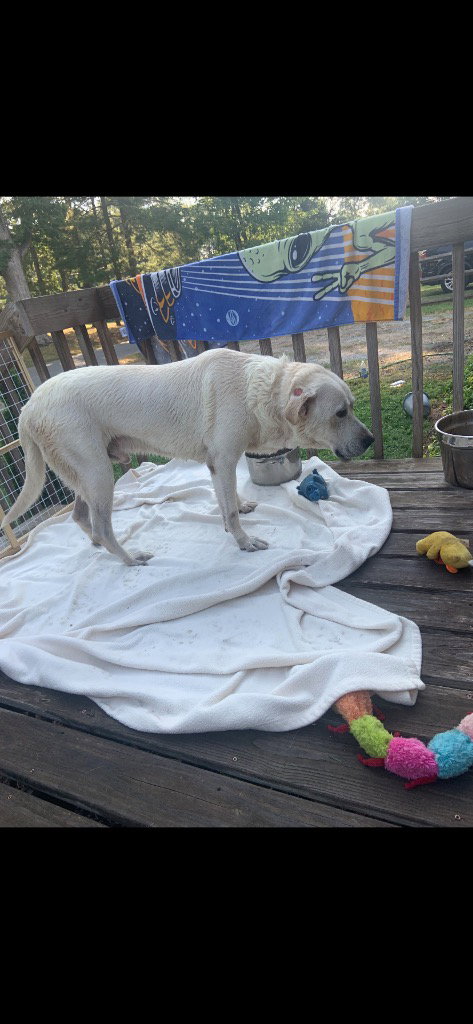Roscoe (Courtesy Post)