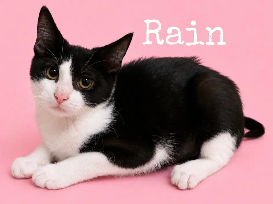 Rain - Domestic Short Hair