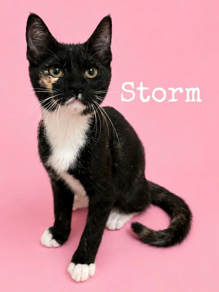 Storm - Domestic Short Hair