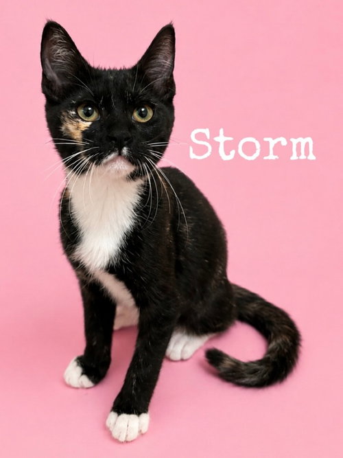 Storm, a cat for adoption from Heart of the Foothills Animal Rescue