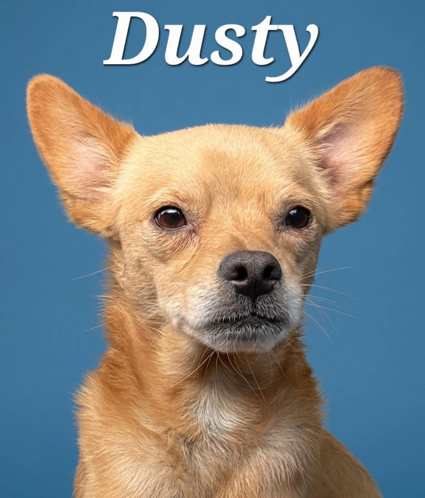 Dusty