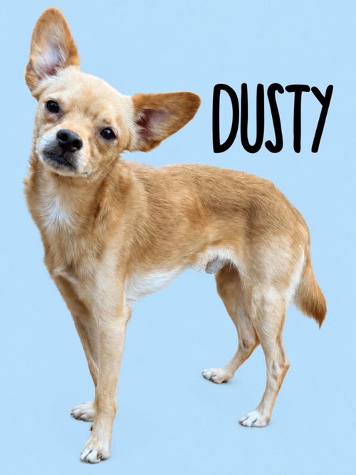 picture of the dog needing adoption