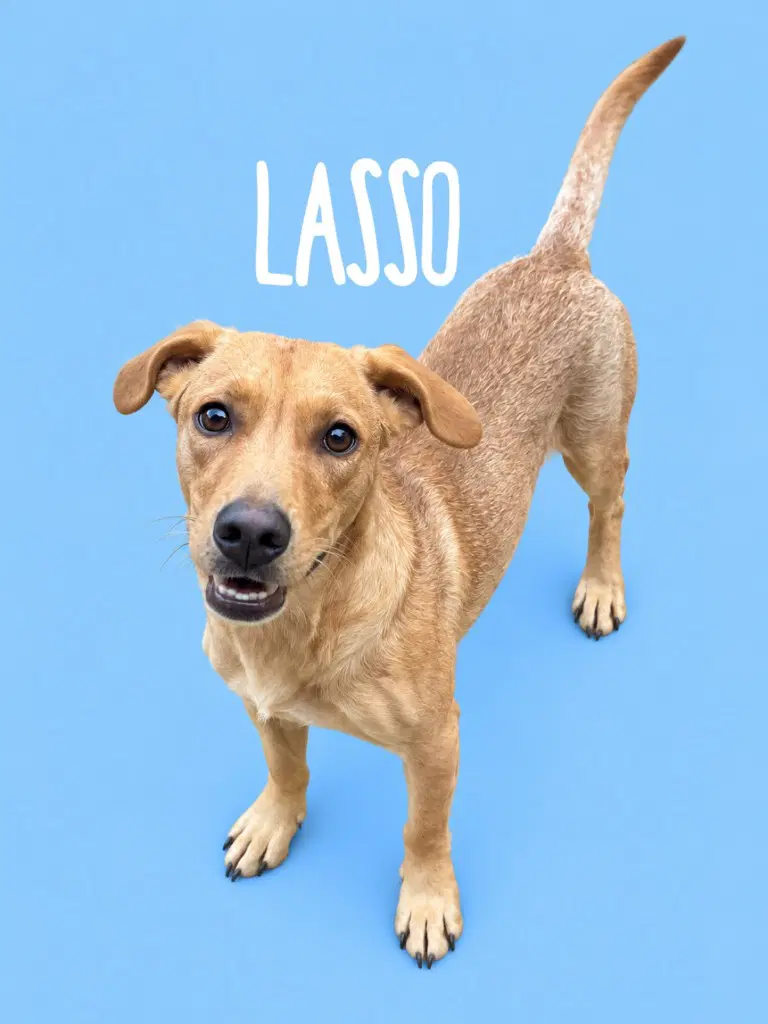 Lasso - Terrier