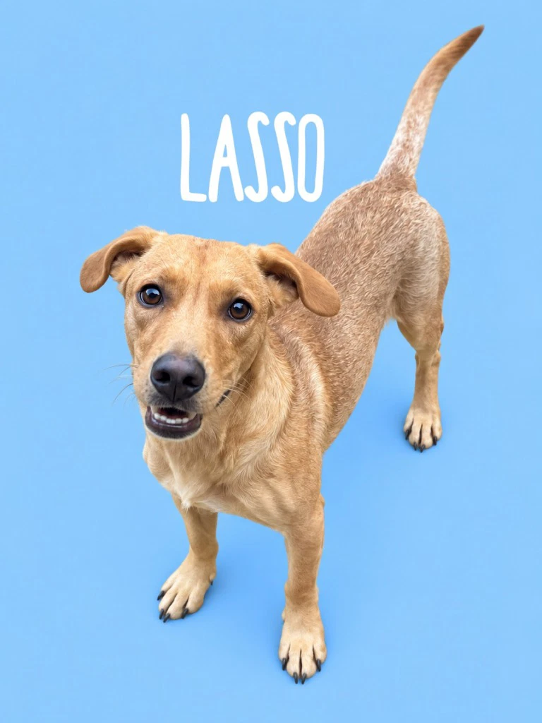 Lasso