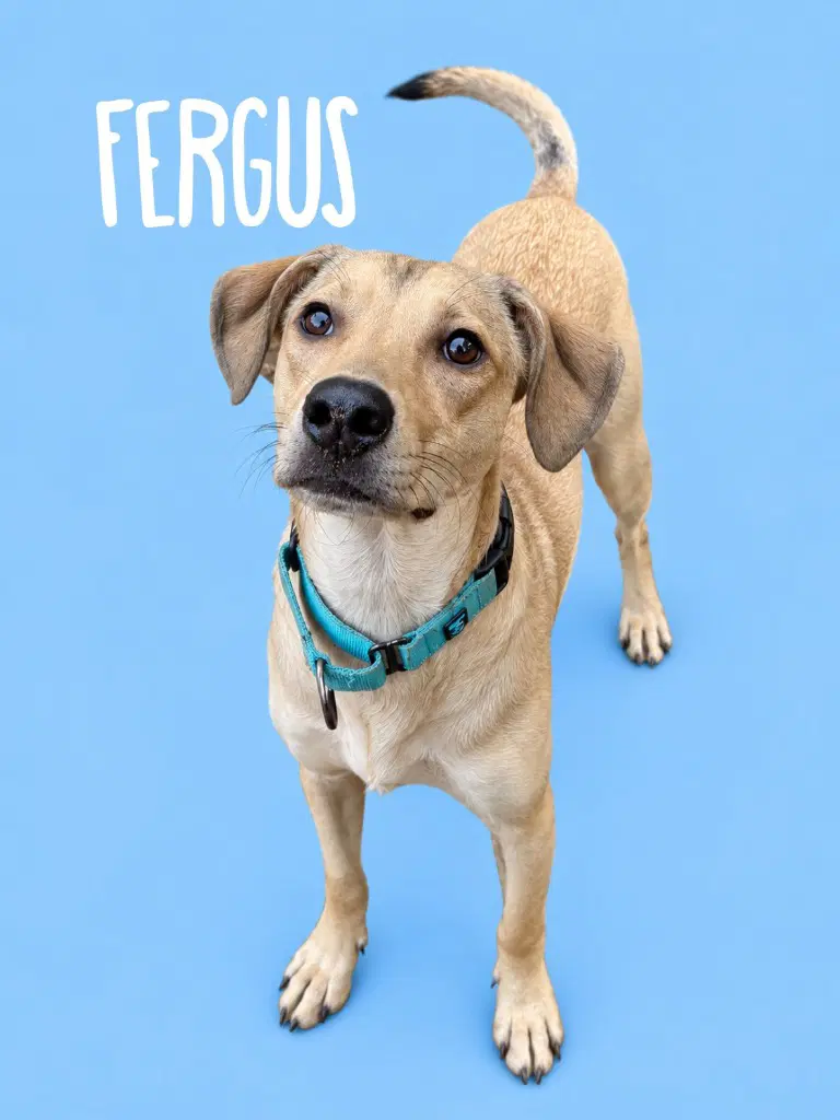 Furgus - Terrier
