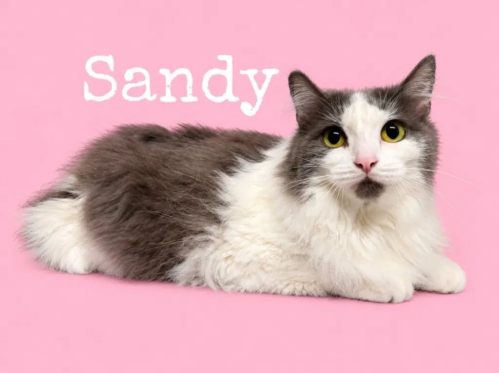 Sandy - Domestic Long Hair