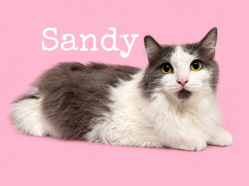 Sandy / Squidward, a cat for adoption from Heart of the Foothills Animal Rescue