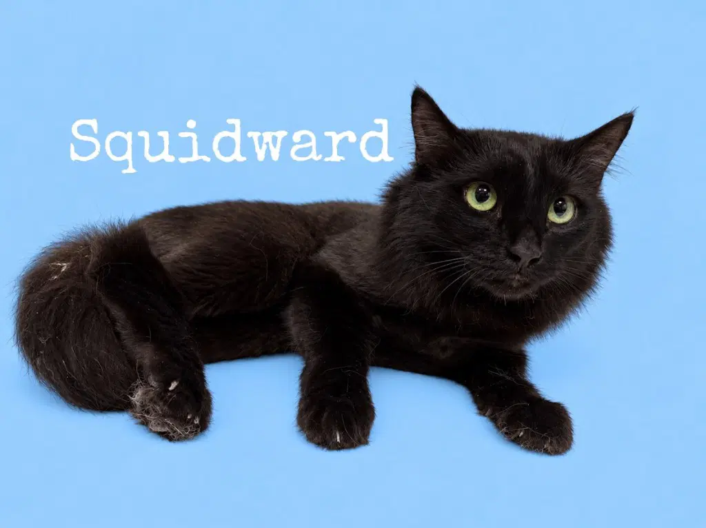 Squidward - Domestic Long Hair
