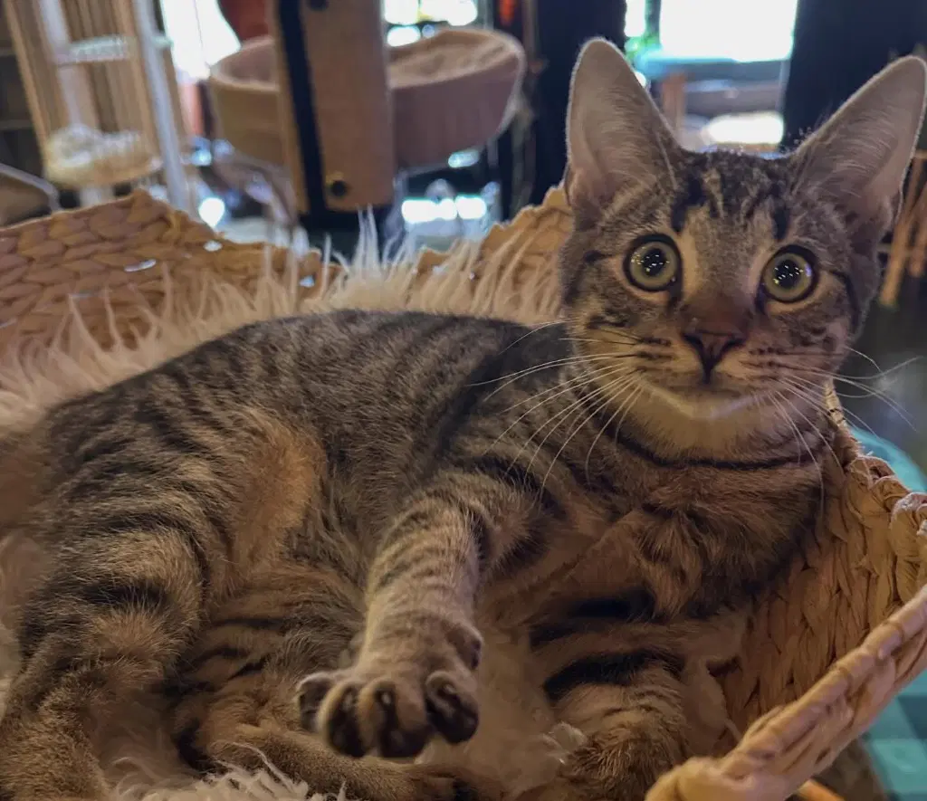Shelbygus - Domestic Short Hair