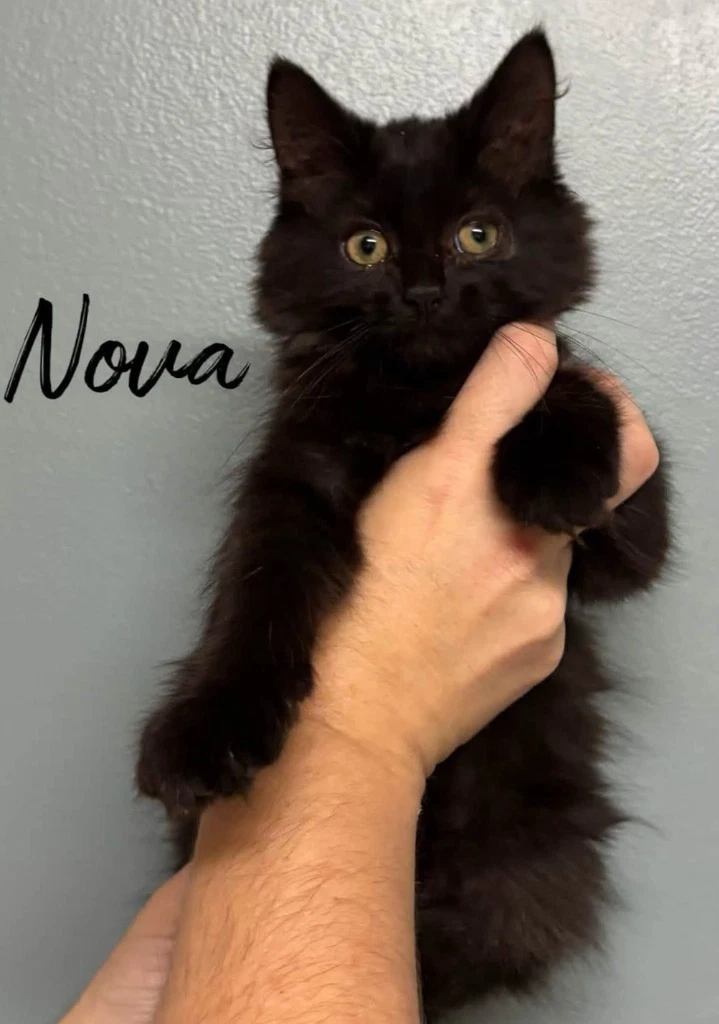 Nova