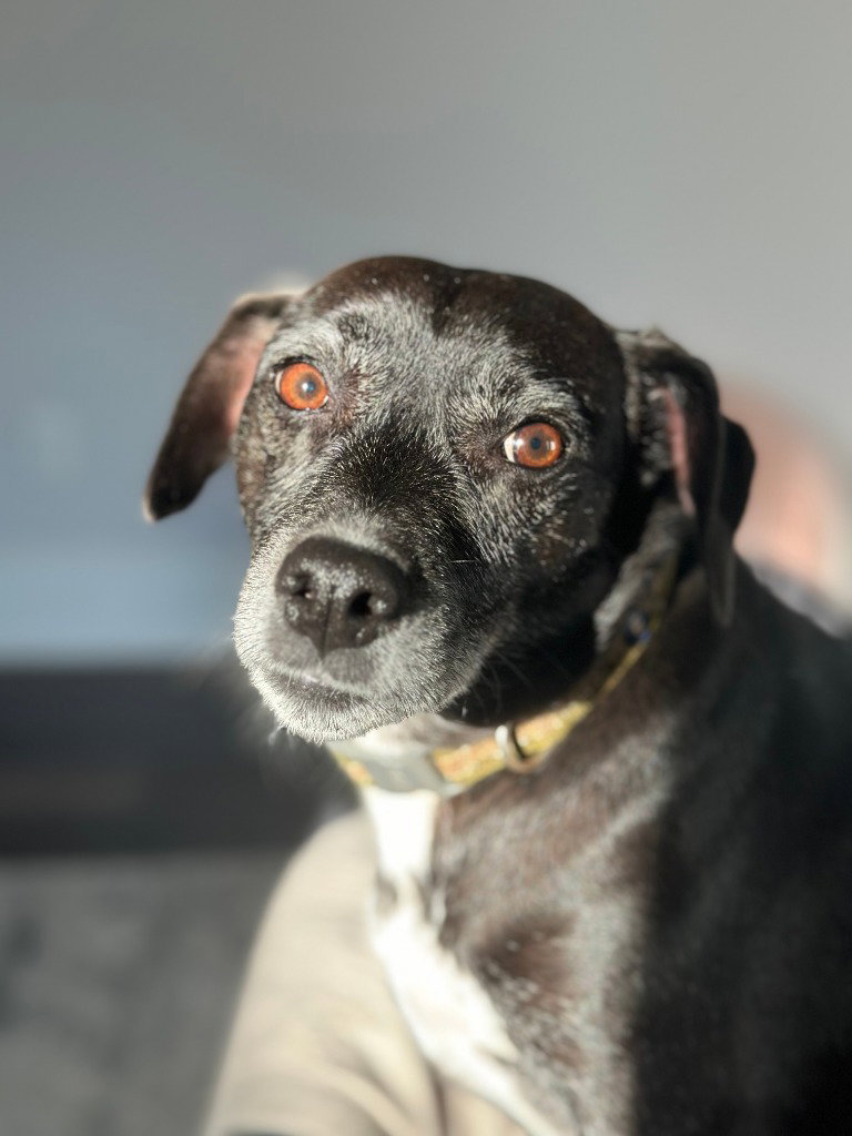 Jack (Courtesy Post)