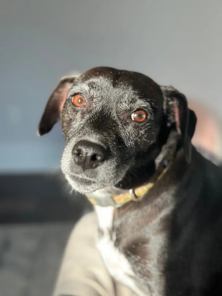 Jack Courtesy Post - Rat Terrier