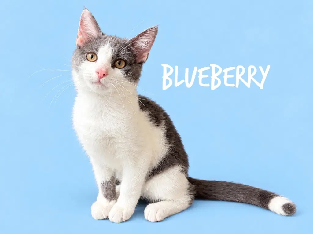 Blueberry Courtesy Post - Domestic Short Hair