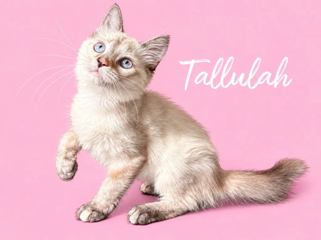 Tallulah Courtesy Post - Siamese