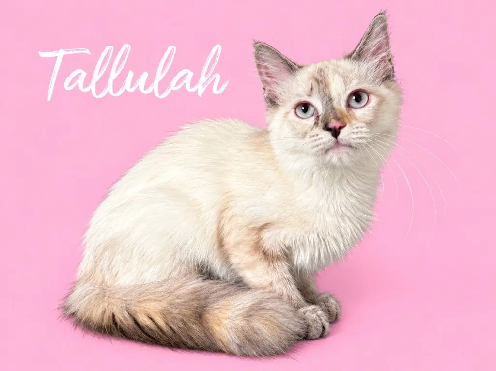 Tallulah Courtesy Post image 2