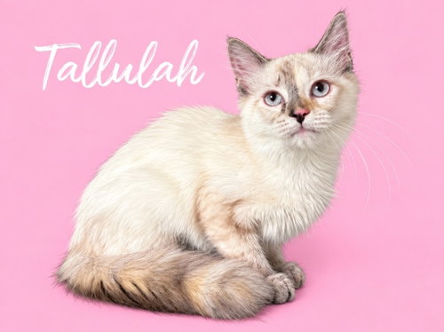 Photo 2 of Tallulah (Courtesy Post)