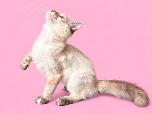 Photo 3 of Tallulah (Courtesy Post)