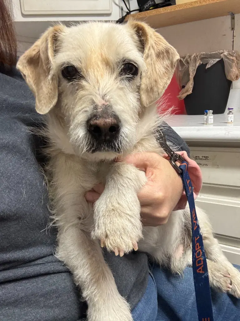 Baileypedro - Terrier