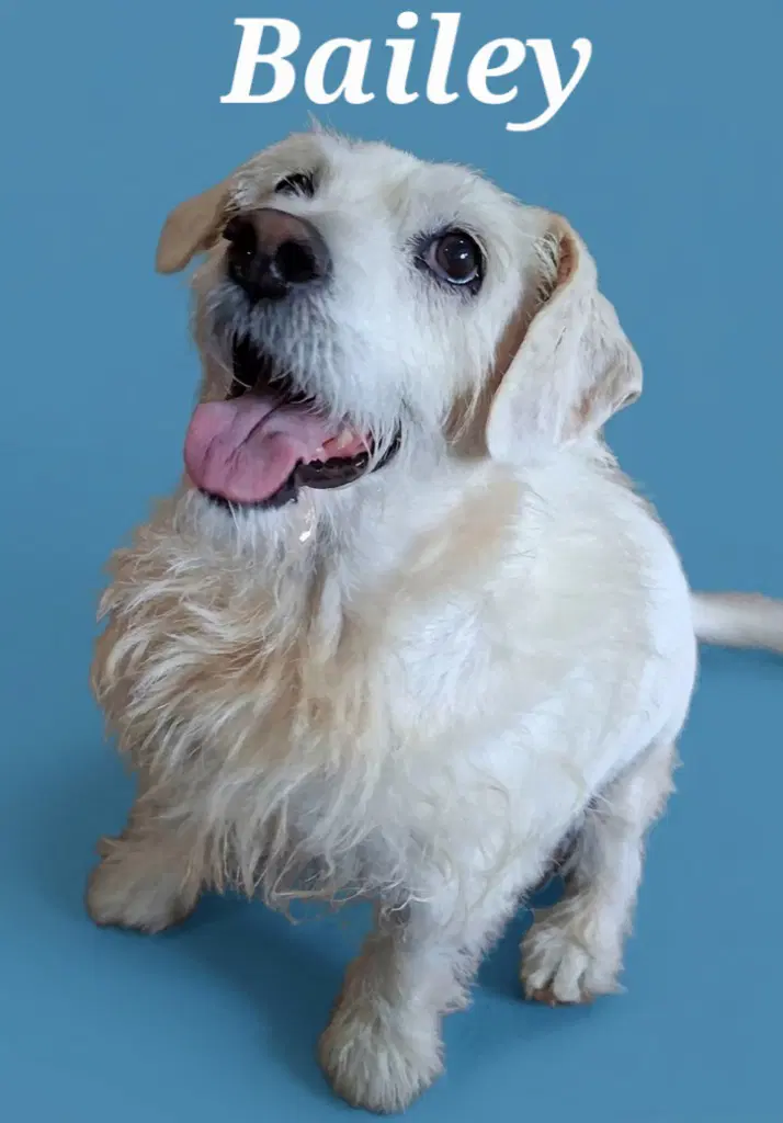 Baileypedro - Terrier