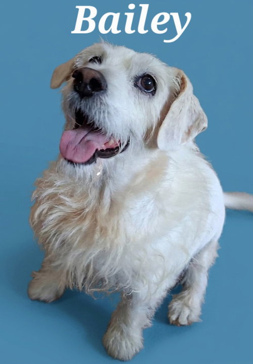 Bailey/Pedro, a dog for adoption from Heart of the Foothills Animal Rescue