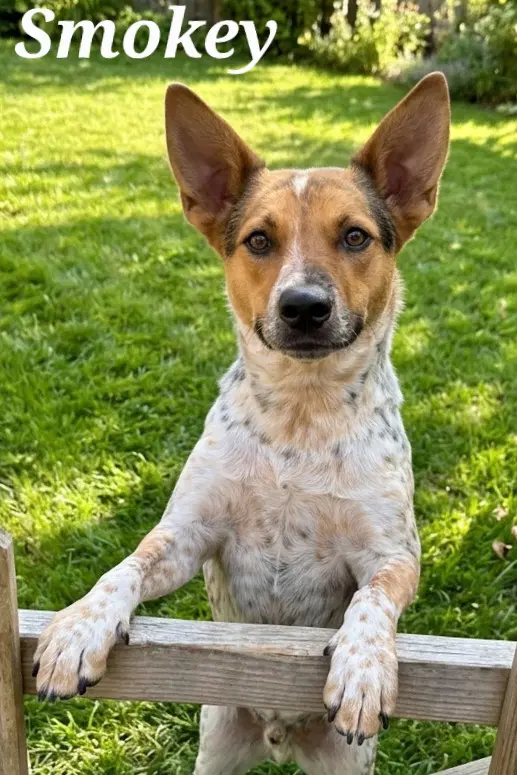 Smokey - Australian Cattle Dog/Blue Heeler