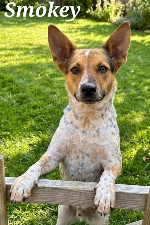 Smokey, a dog for adoption from Heart of the Foothills Animal Rescue