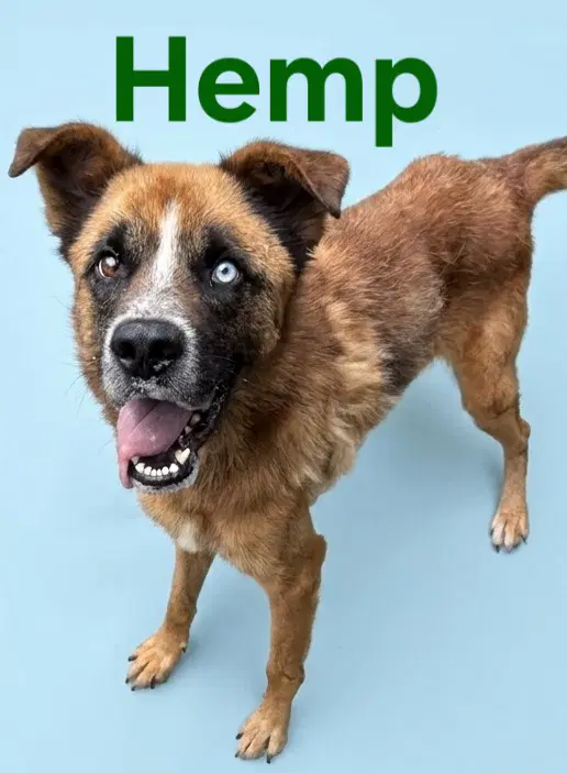 Hemp - Cattle Dog