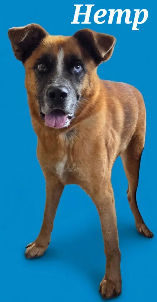 Hemp - Cattle Dog