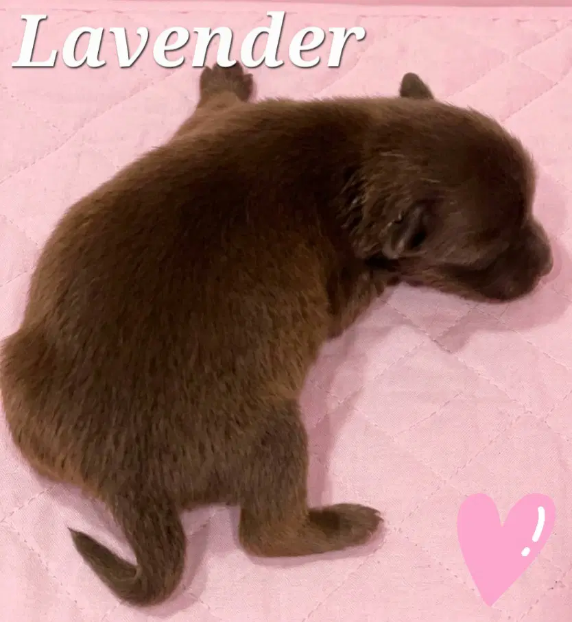 Lavender - Feist