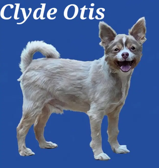 Clyde - Chihuahua