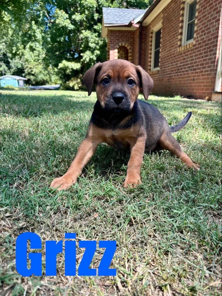 Grizzwesley image 4