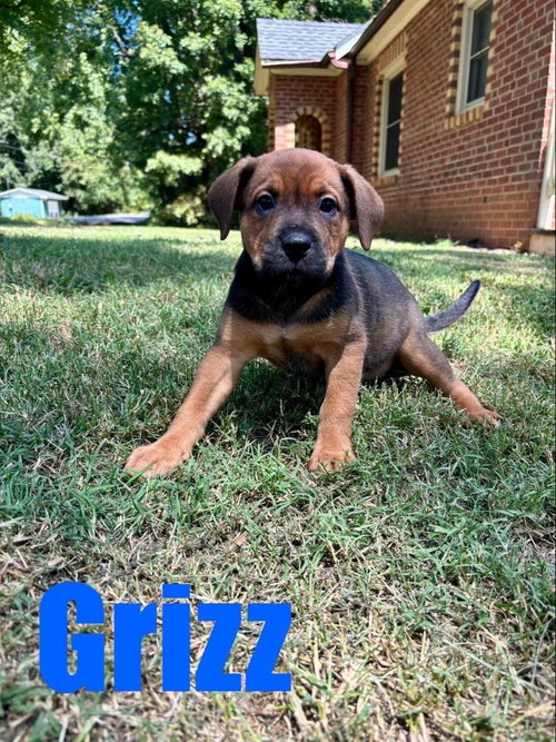 Photo 4 of Grizz/Wesley