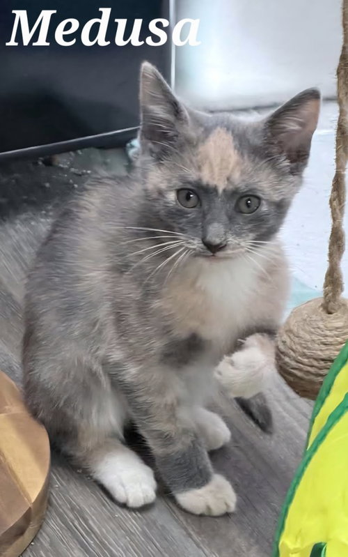 Medusa, a cat for adoption from Heart of the Foothills Animal Rescue