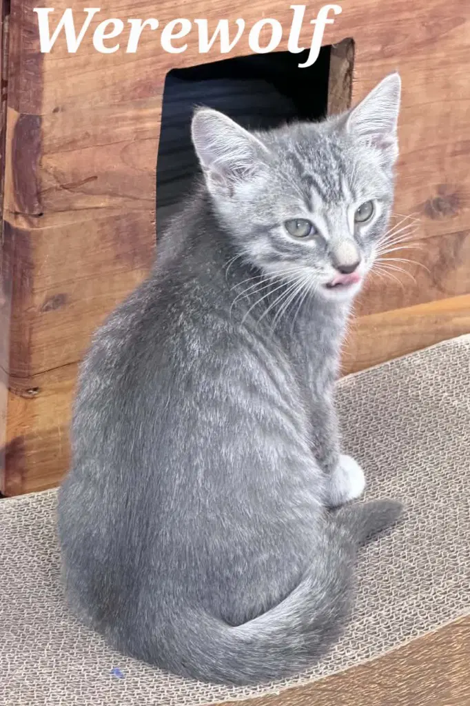 Werewolf - Domestic Short Hair